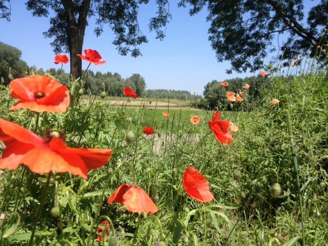 Puiflijk B&B Het Postenhofje الغرفة الصورة